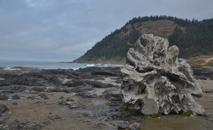 tree stump on trail 